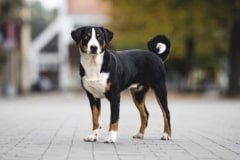 41070_daster-spod-hradze