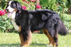 10831_fatyma-bernesse-di-remata