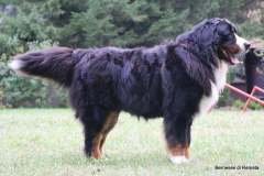 10832_excalibur-bernesse-di-remata