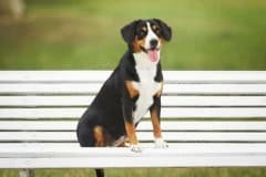 31075_adamant-rose-orange-wings