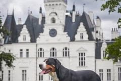 41080_famous-queen-mauris-de-swiss
