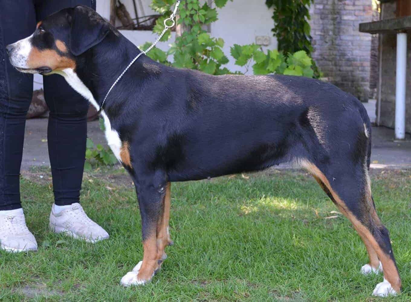 MYRINA from Balihara ranch | SKSSP